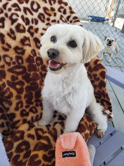 Enlarge Cammie, a Adoptable Maltipoo in Gardena, CA image 2/3