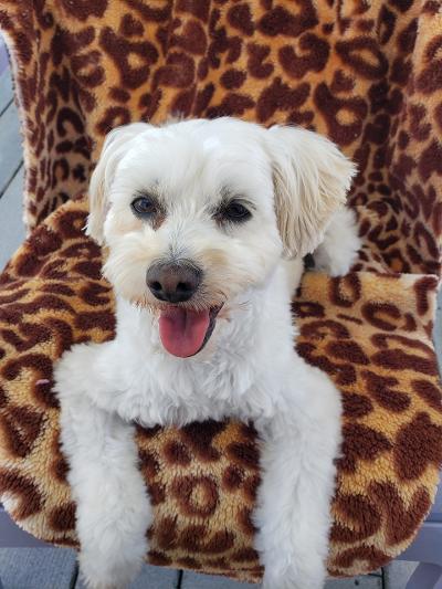 Enlarge Cammie, a Adoptable Maltipoo in Gardena, CA image 3/3