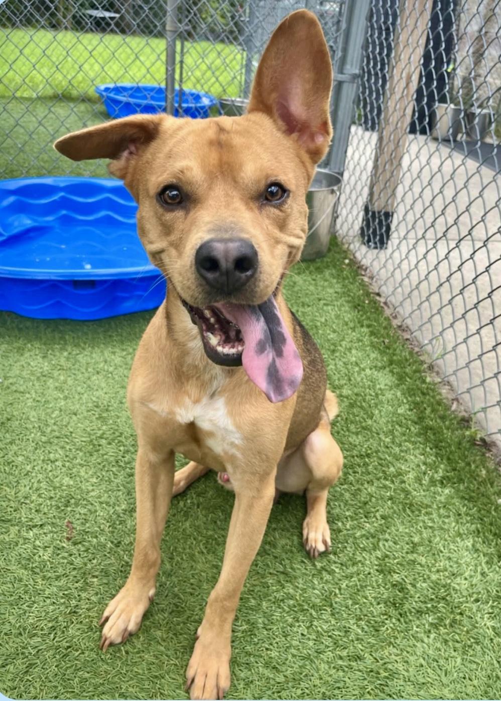 Enlarge Slurpy, a ADOPTABLE mixed breed in Pompton Plains, NJ image 2/5