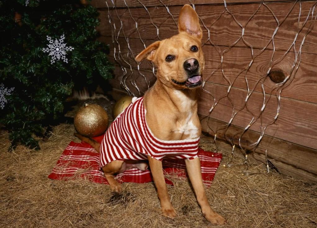 Enlarge Slurpy, a ADOPTABLE mixed breed in Pompton Plains, NJ image 3/5