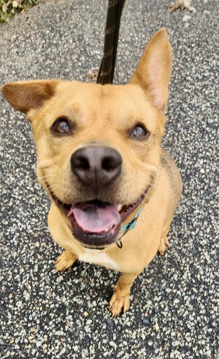 Enlarge Slurpy, a ADOPTABLE mixed breed in Pompton Plains, NJ image 5/5