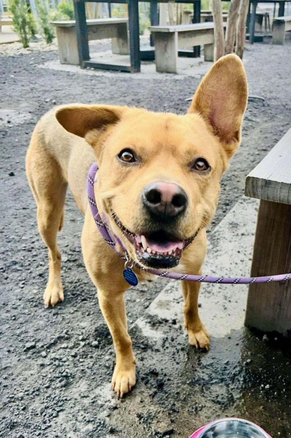 Enlarge Slurpy, a ADOPTABLE mixed breed in Pompton Plains, NJ image 4/5