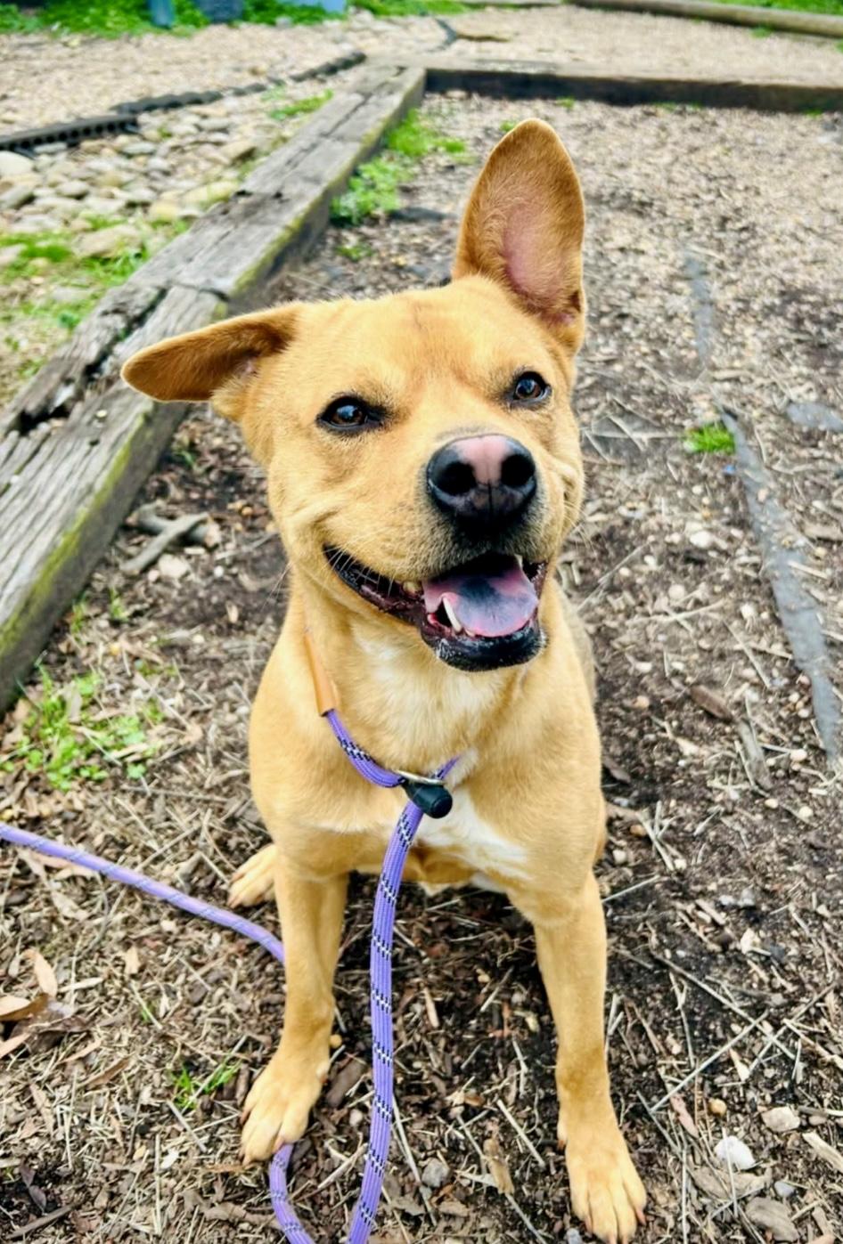 Enlarge Slurpy, a ADOPTABLE mixed breed in Pompton Plains, NJ image 1/5