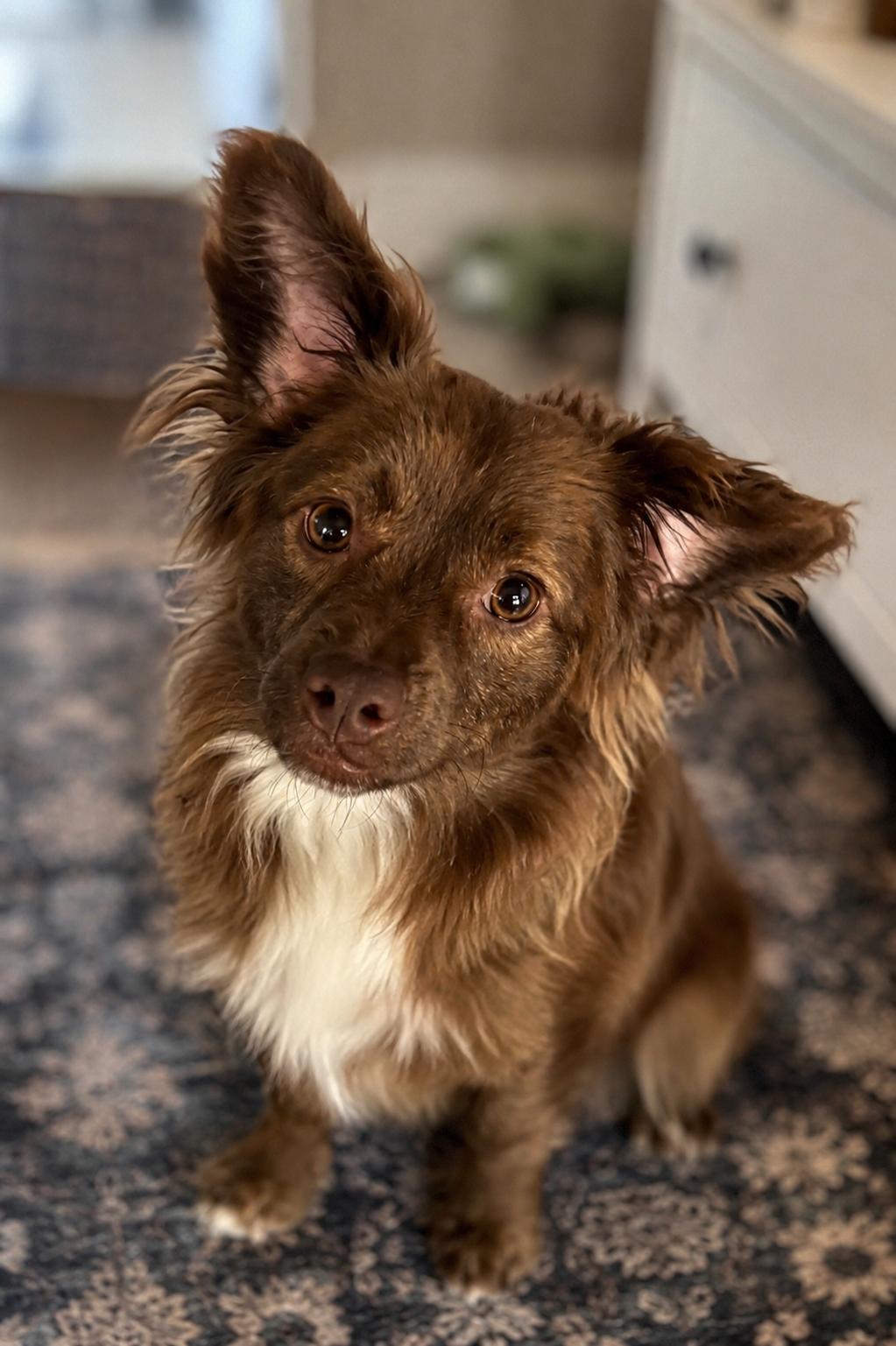 Theodore, Adopted, Young Male Mixed Breed.