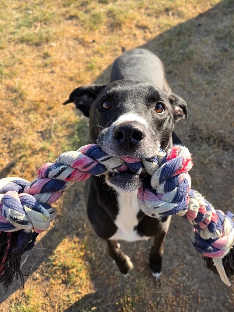 Georgie, Adoptable, Adult Male Mixed Breed & Labrador Retriever.