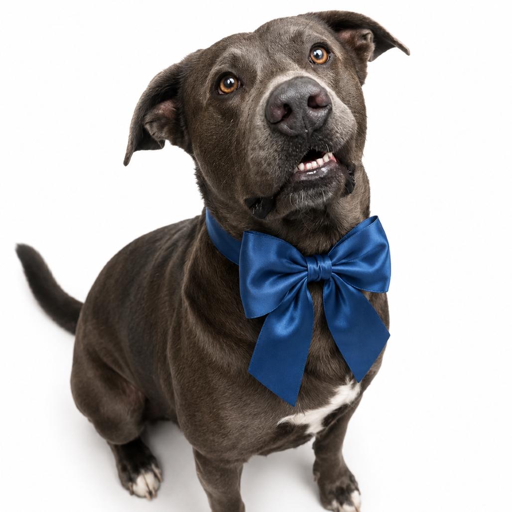Enlarge Karev(Adoption Fee Sponsored) *AVAILABLE IN FOSTER*, a Adoptable Mixed Breed in Columbiana, AL image 1/1