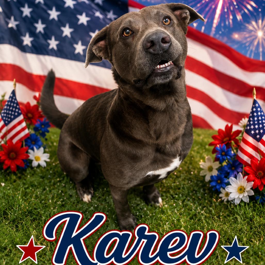 Karev(Adoption Fee Sponsored)*IN WEEKEND WARRIOR*, Adoptable, Adult Male Mixed Breed.