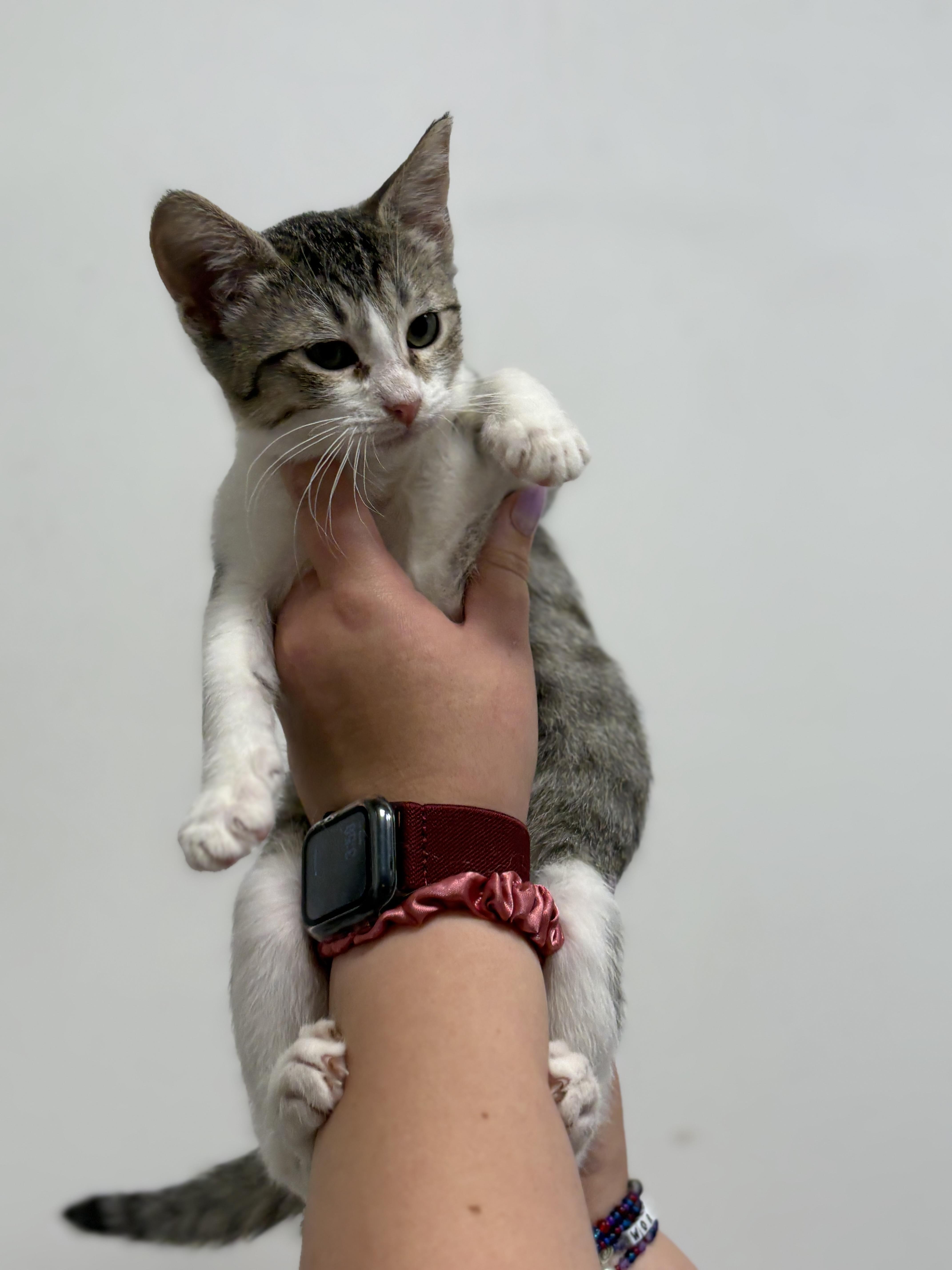 Rico, adopted, Kitten Female Domestic Short Hair.