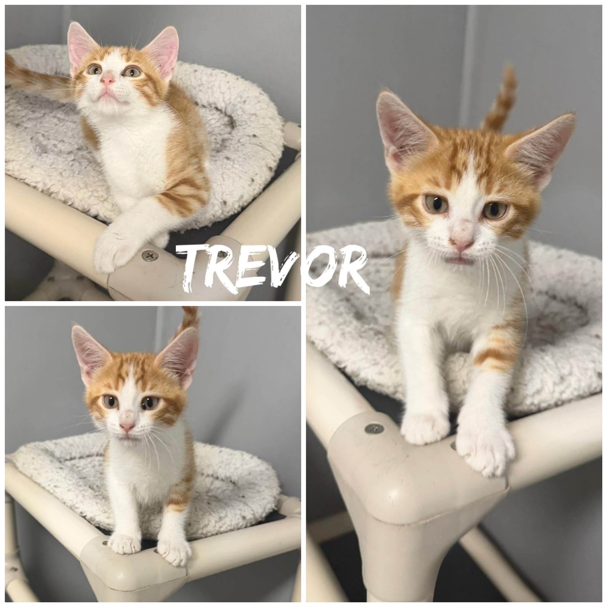 Enlarge Trevor, a Adoptable Domestic Short Hair in Saint James, MO image 1/1