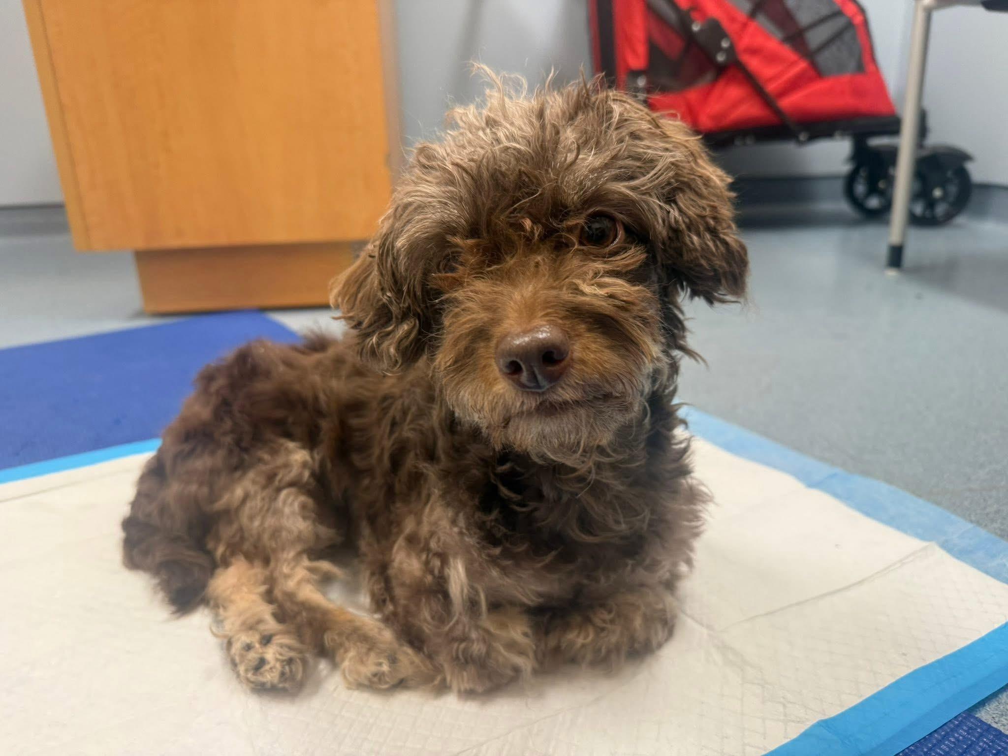 Star, adopted, Adult Female Miniature Poodle.