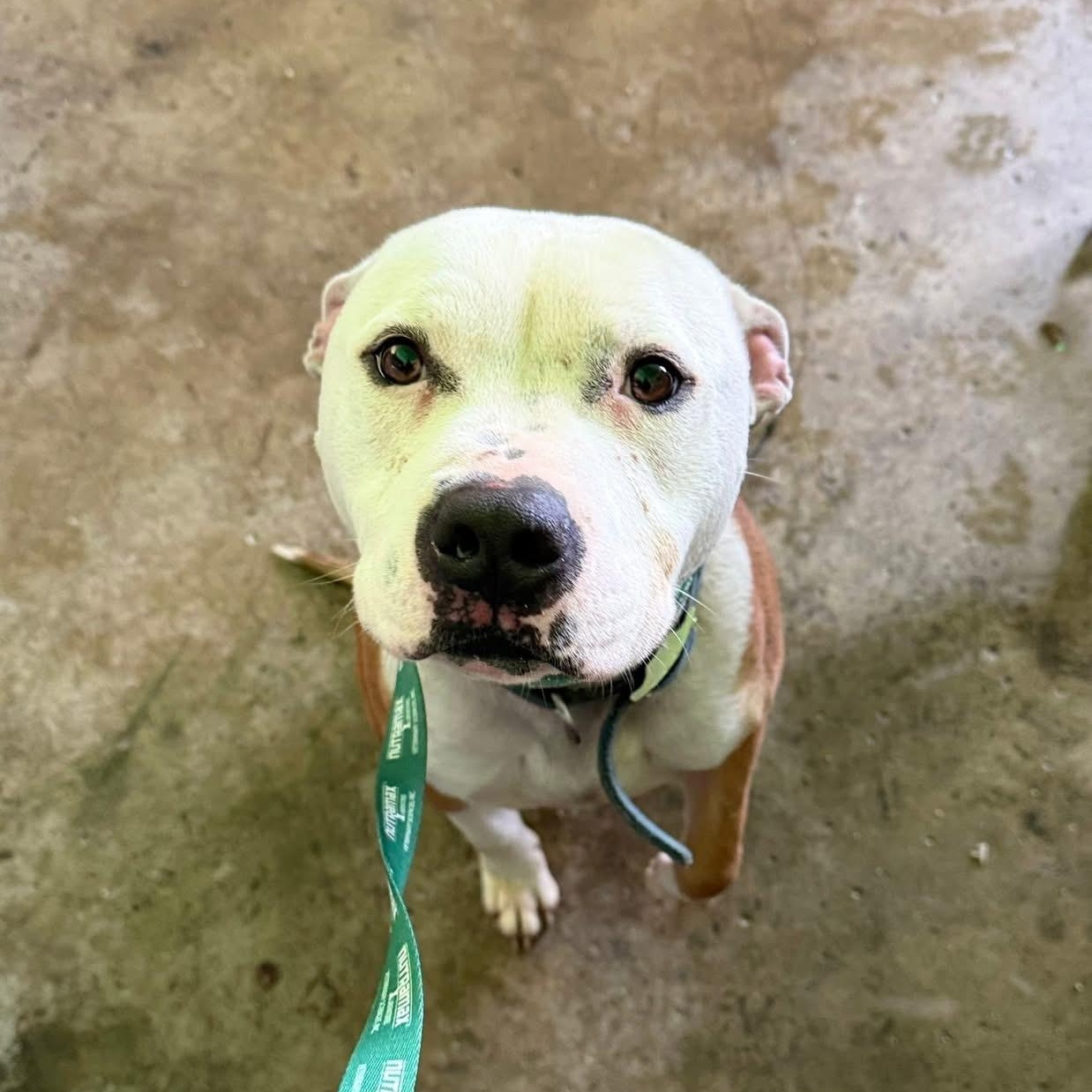 Hollis , ADOPTABLE, Adult Male Mixed Breed.