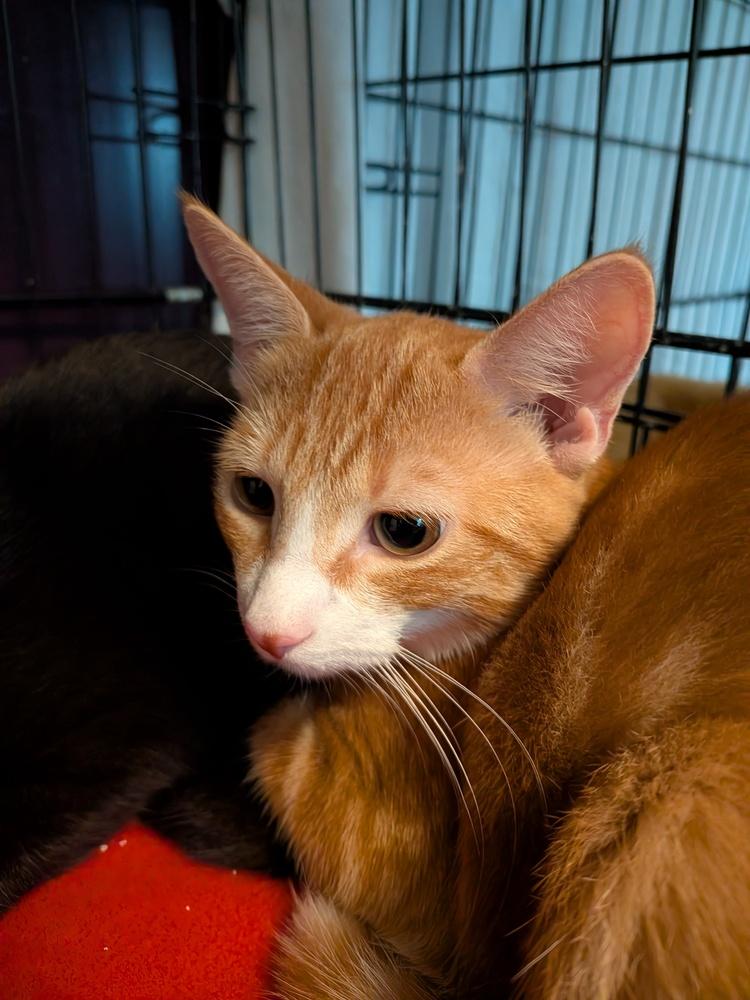 Zeke, Adoptable, Kitten Male Domestic Short Hair.