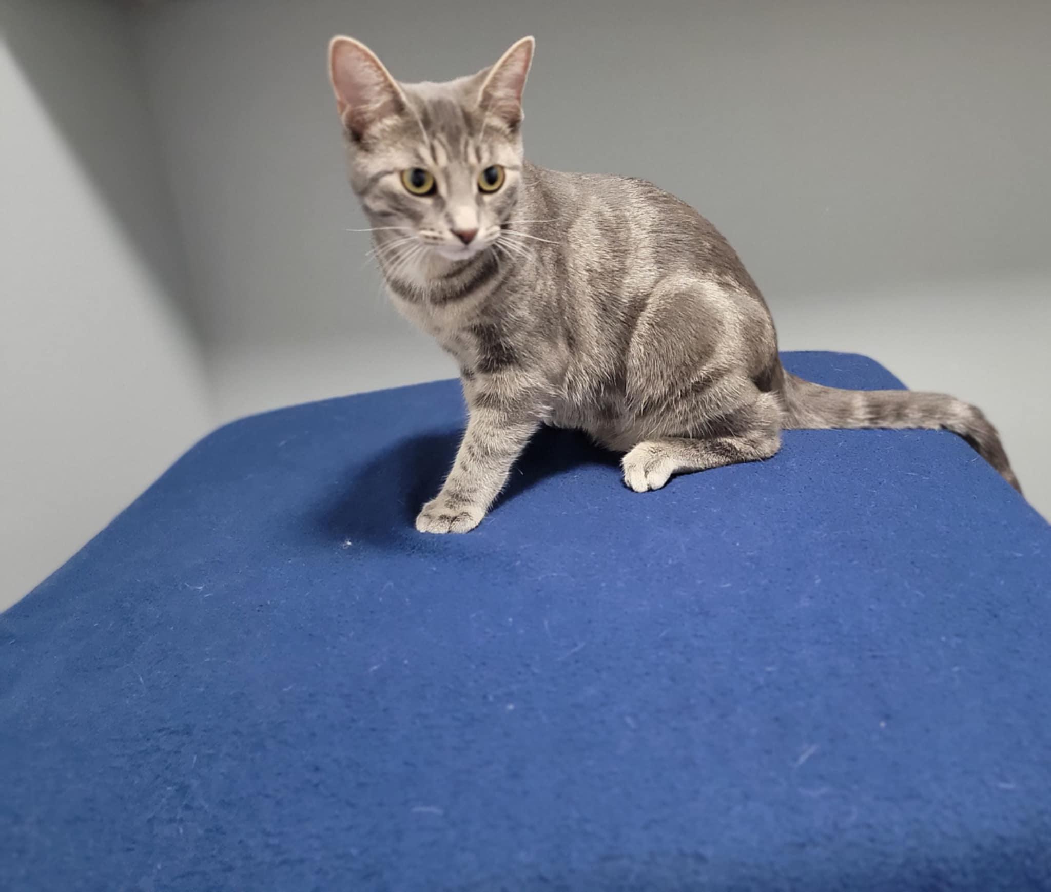 TRAVIS, a ADOPTABLE Domestic Short Hair in Shakespeare, ON image 2/4