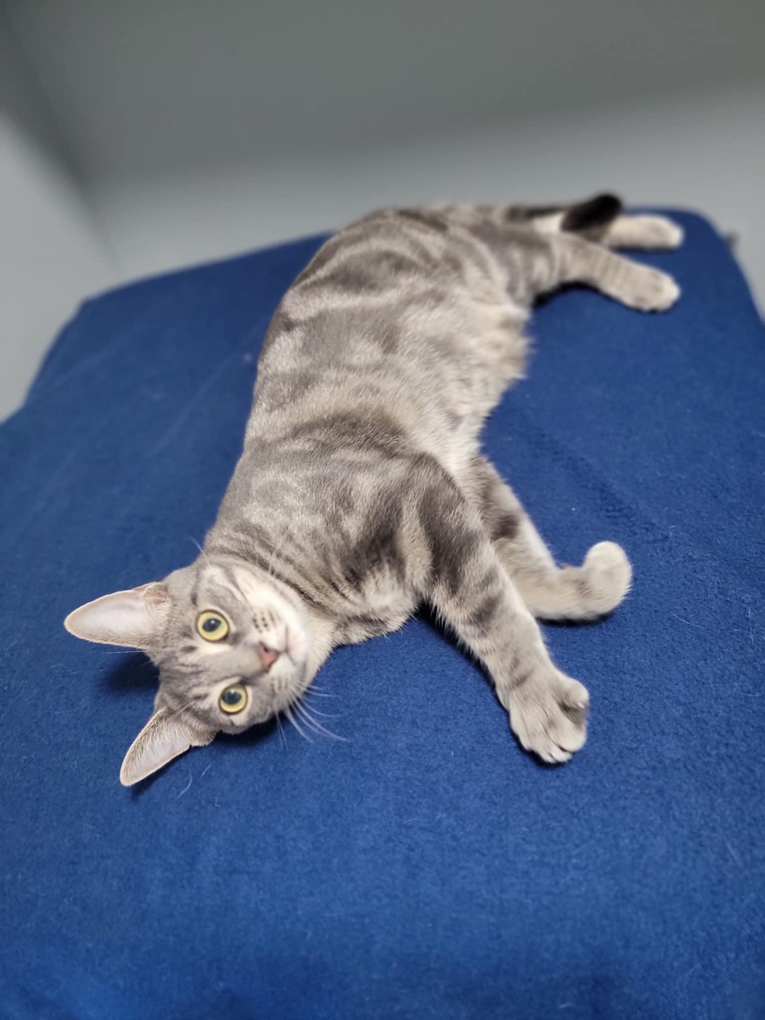 TRAVIS, a ADOPTABLE Domestic Short Hair in Shakespeare, ON image 4/4