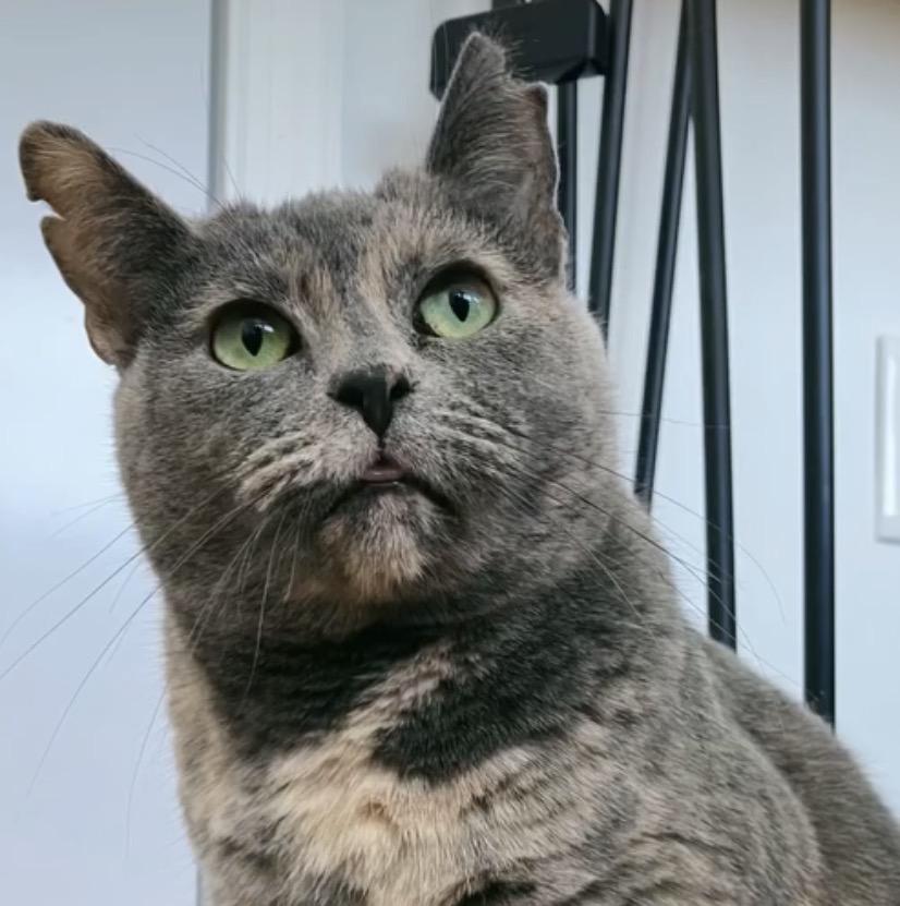 Wanderlust, a Adoptable Domestic Short Hair in Alexandria, VA image 4/6