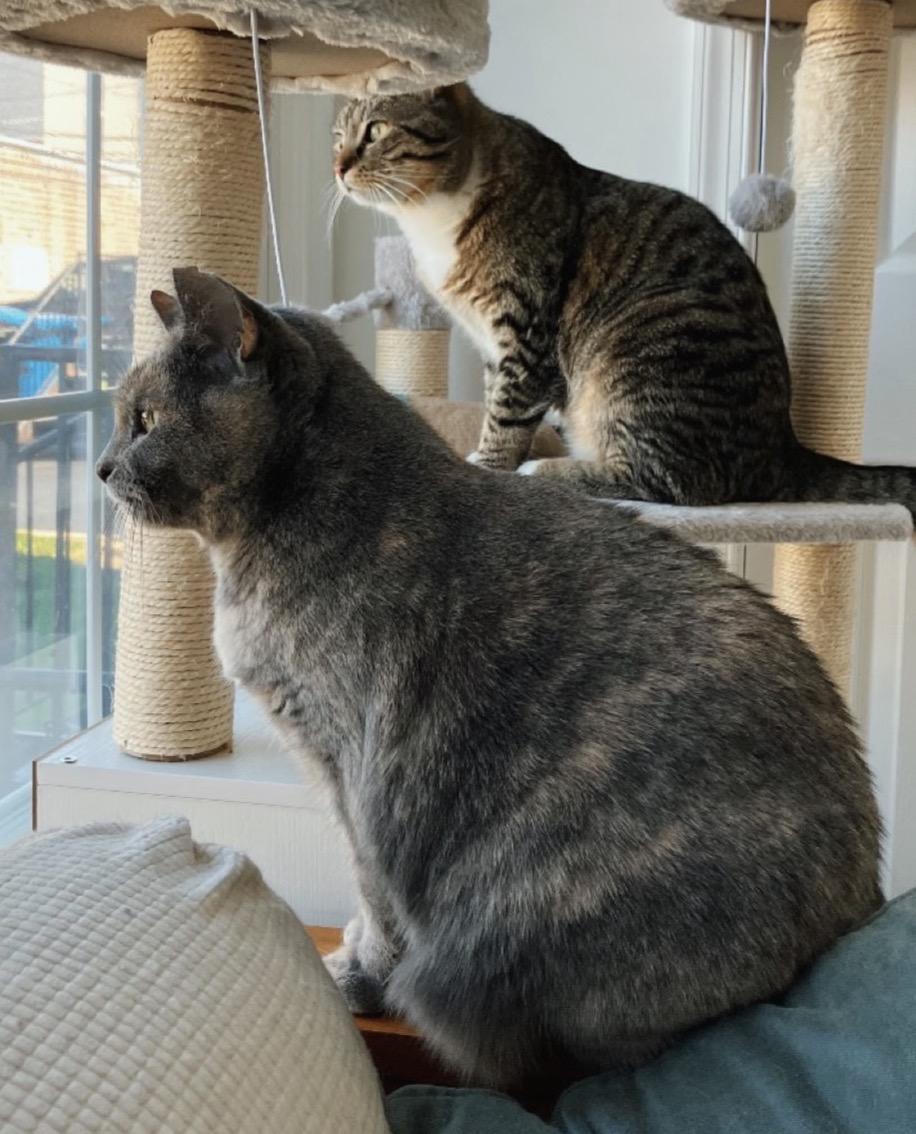 Wanderlust, a Adoptable Domestic Short Hair in Alexandria, VA image 5/6