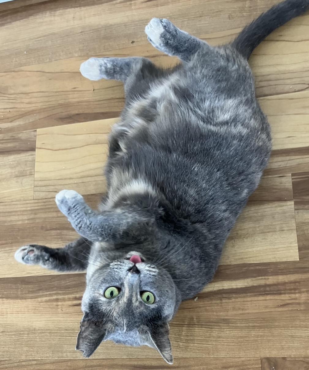 Wanderlust, a Adoptable Domestic Short Hair in Alexandria, VA image 2/6