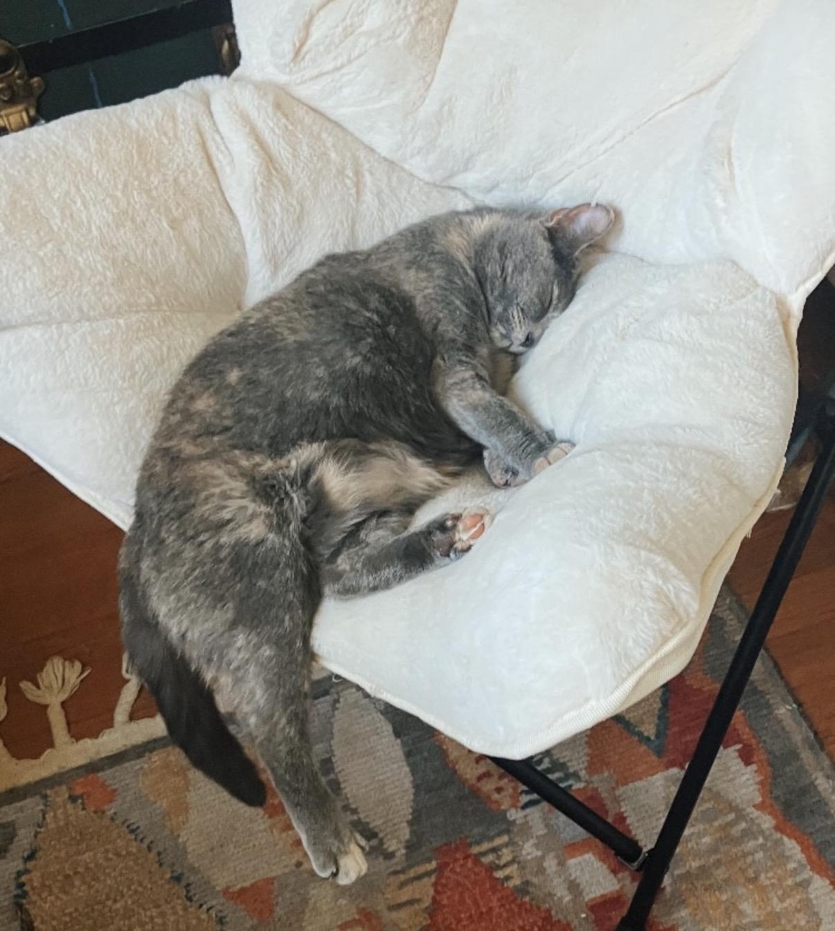 Wanderlust, a Adoptable Domestic Short Hair in Alexandria, VA image 6/6