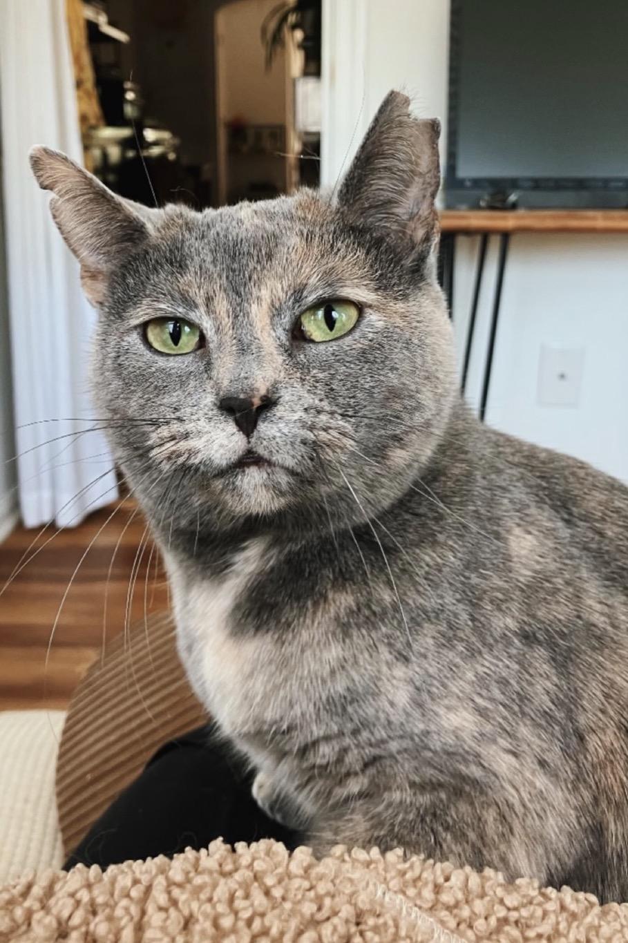 Wanderlust, a Adoptable Domestic Short Hair in Alexandria, VA image 1/6