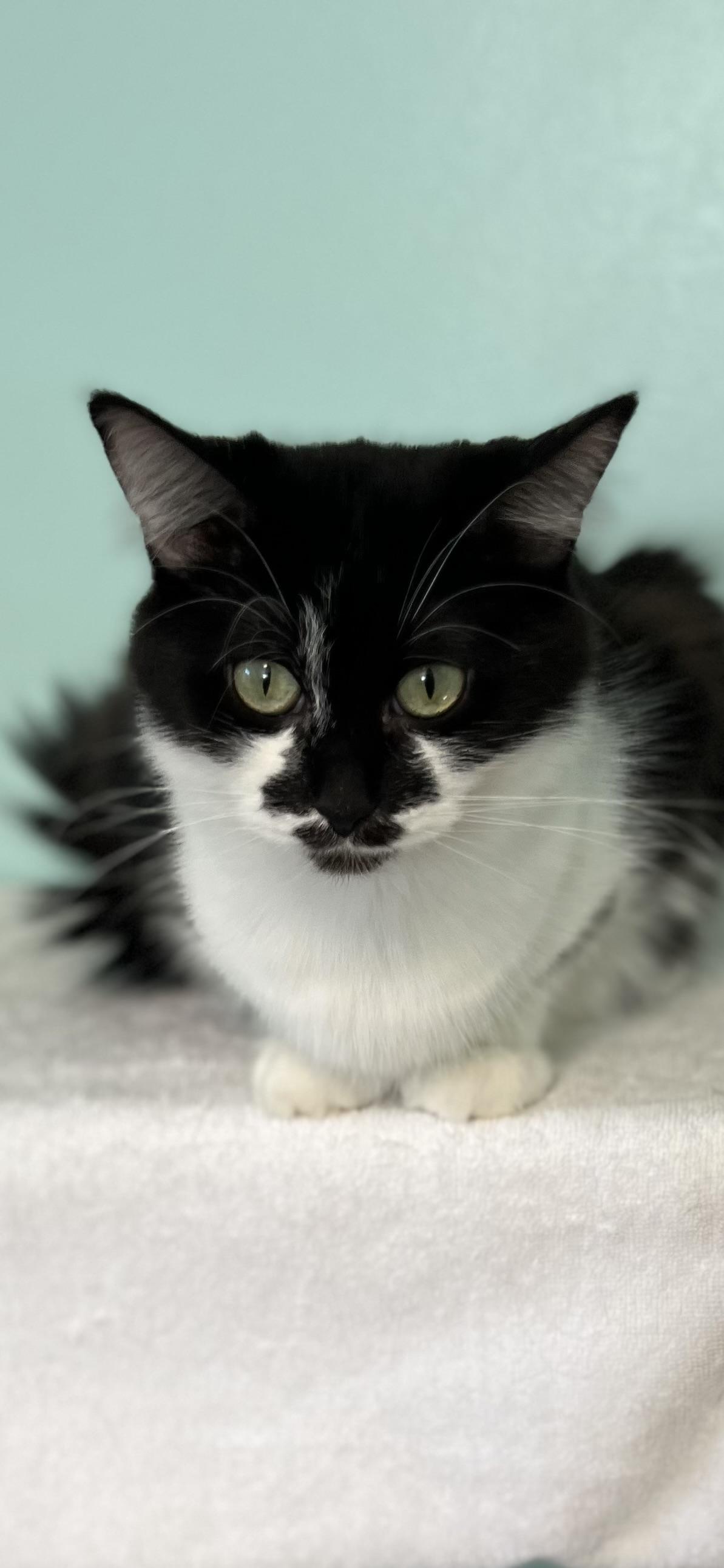 Little Mama, adopted, Adult Female Domestic Long Hair.