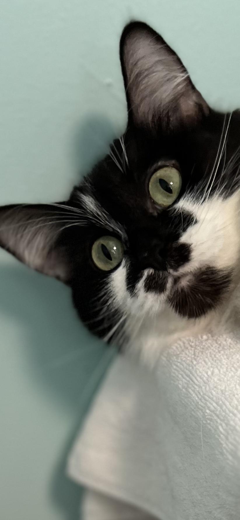 Little Mama, an adopted Domestic Long Hair in Holland, MI image 2/2