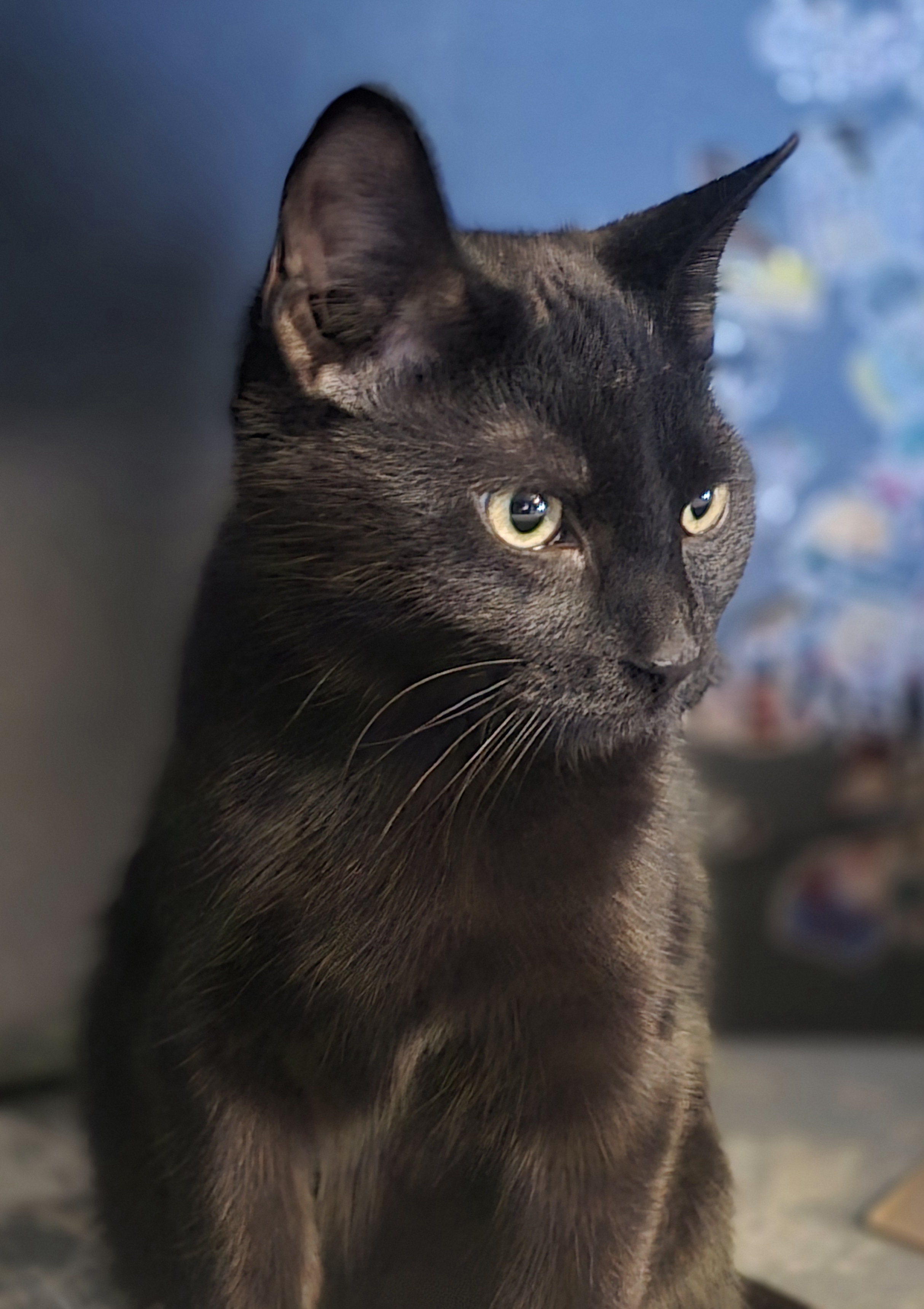 Enlarge Badger, a Adoptable Domestic Short Hair in Staten Island, NY image 2/4