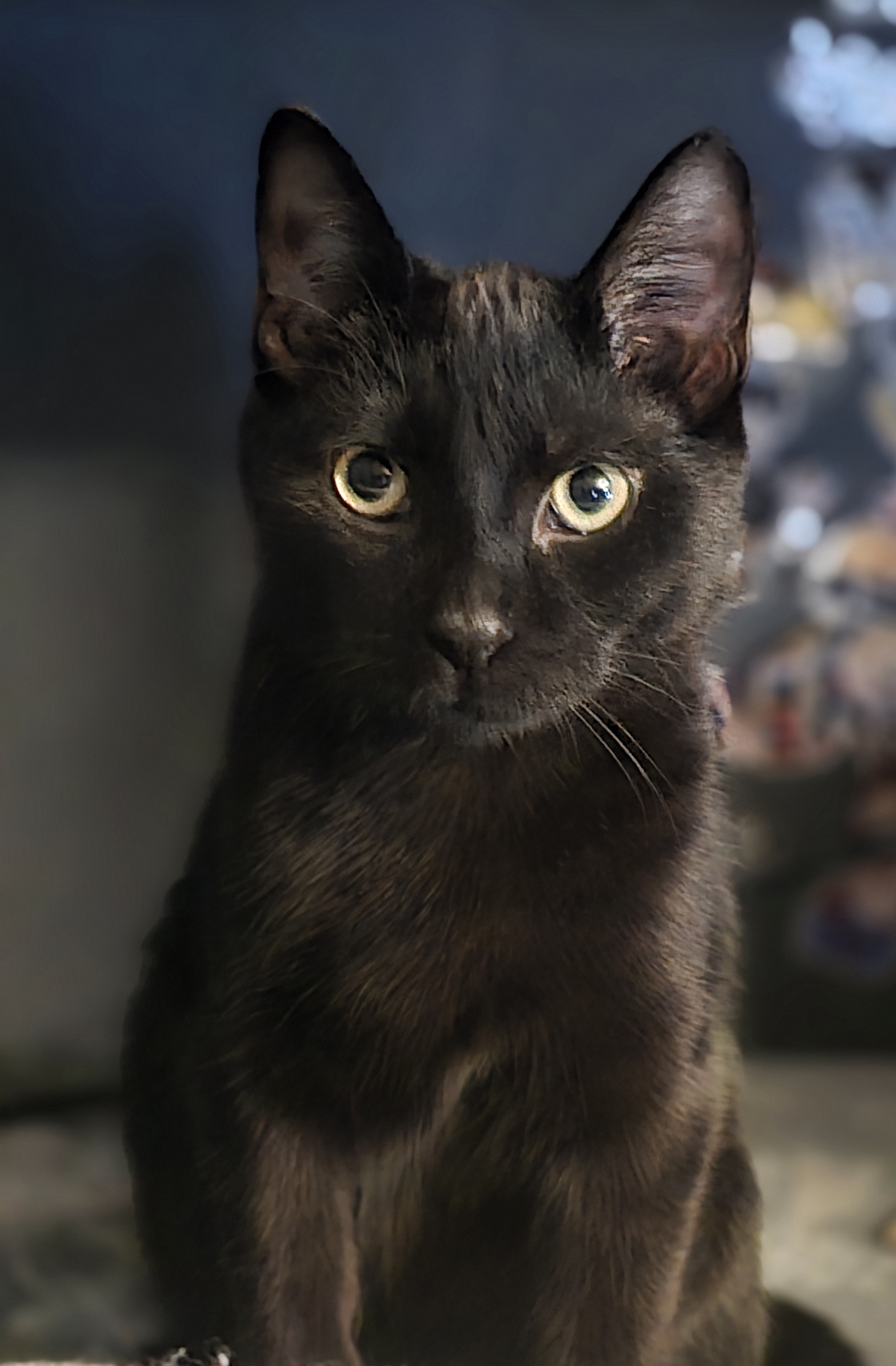 Enlarge Badger, a Adoptable Domestic Short Hair in Staten Island, NY image 3/4