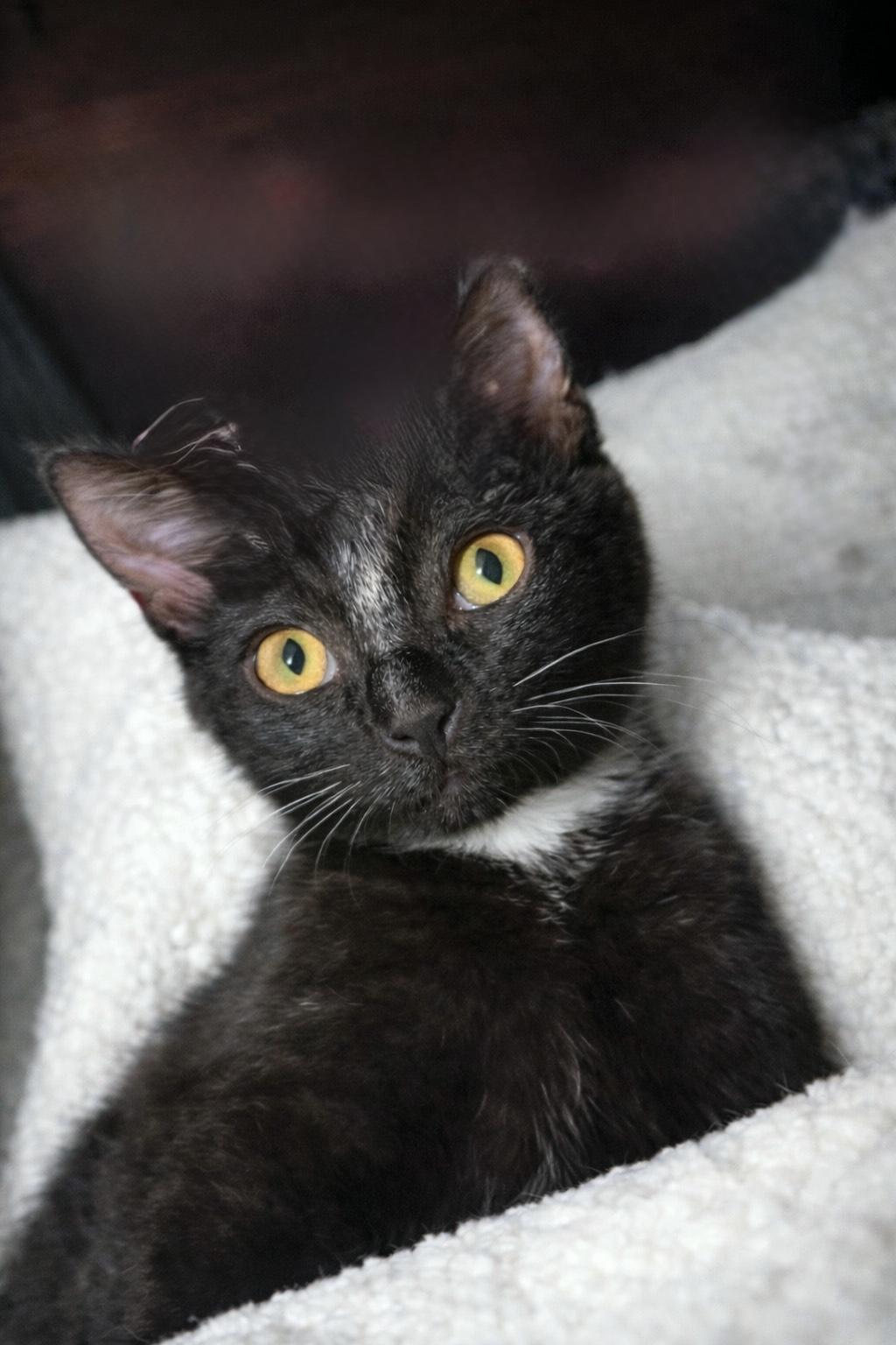 Enlarge Taka, a ADOPTABLE Domestic Short Hair in Apex, NC image 3/6