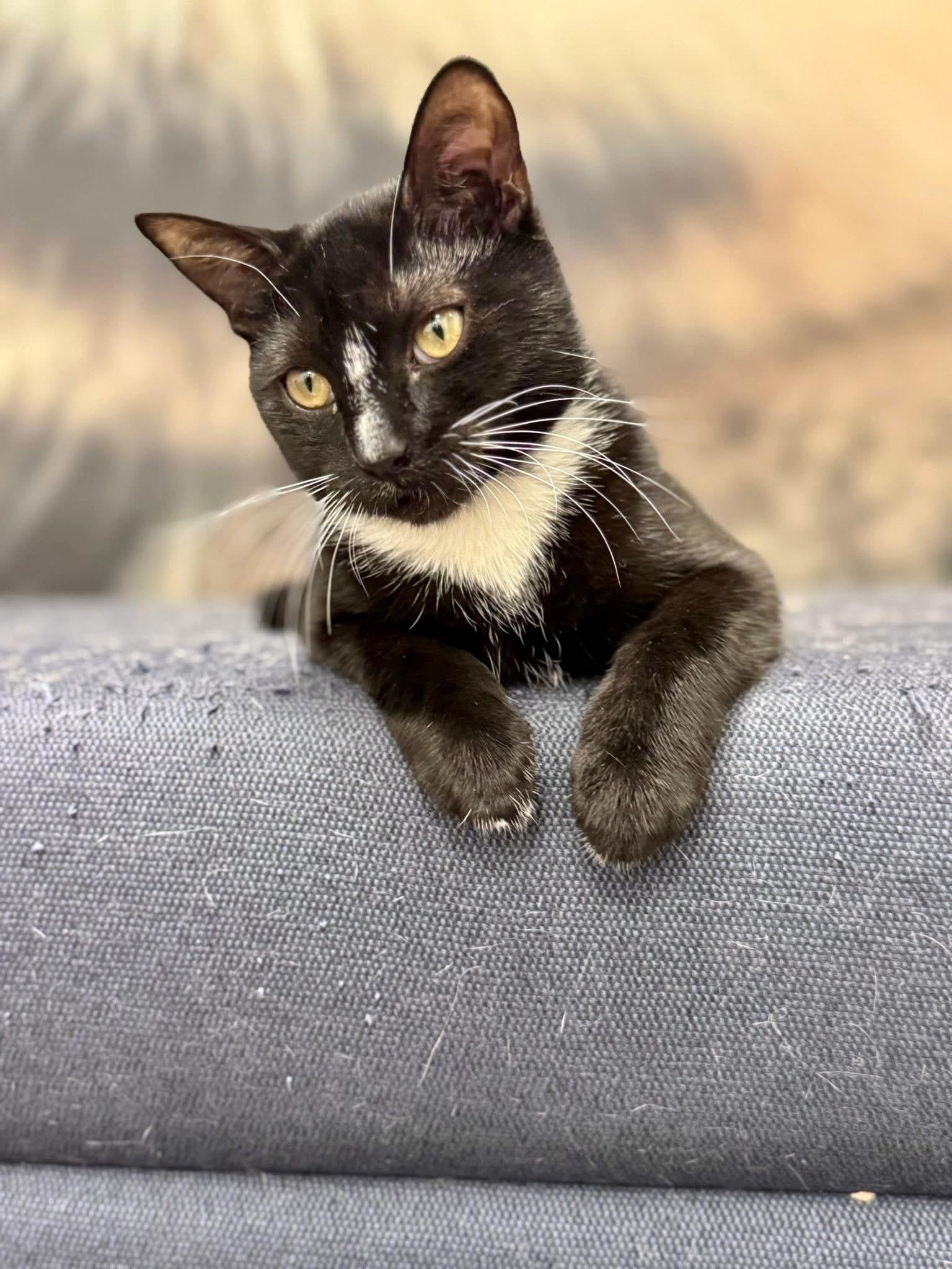 Enlarge Taka, a ADOPTABLE Domestic Short Hair in Apex, NC image 2/6