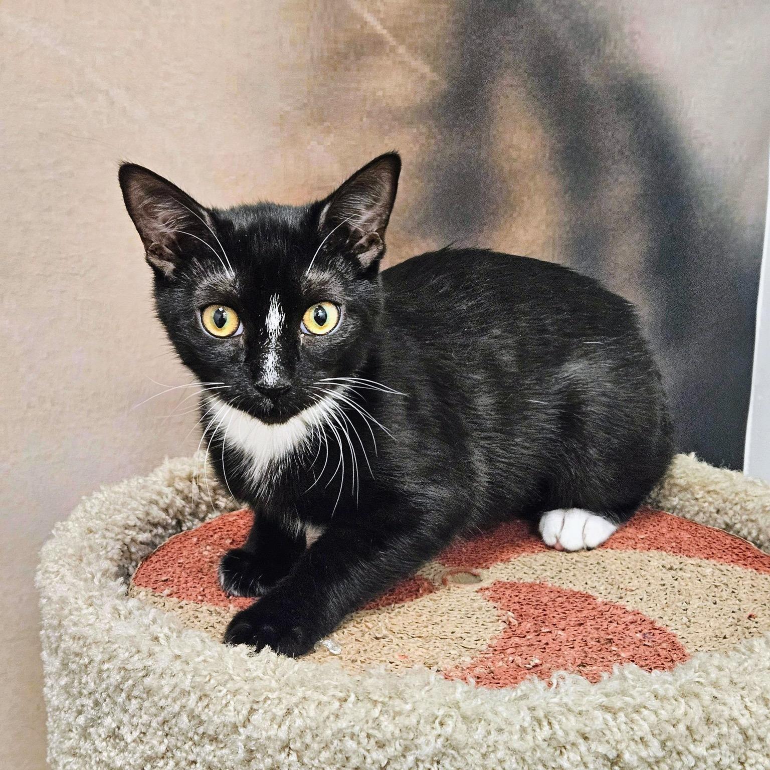 Enlarge Taka, a ADOPTABLE Domestic Short Hair in Apex, NC image 4/6