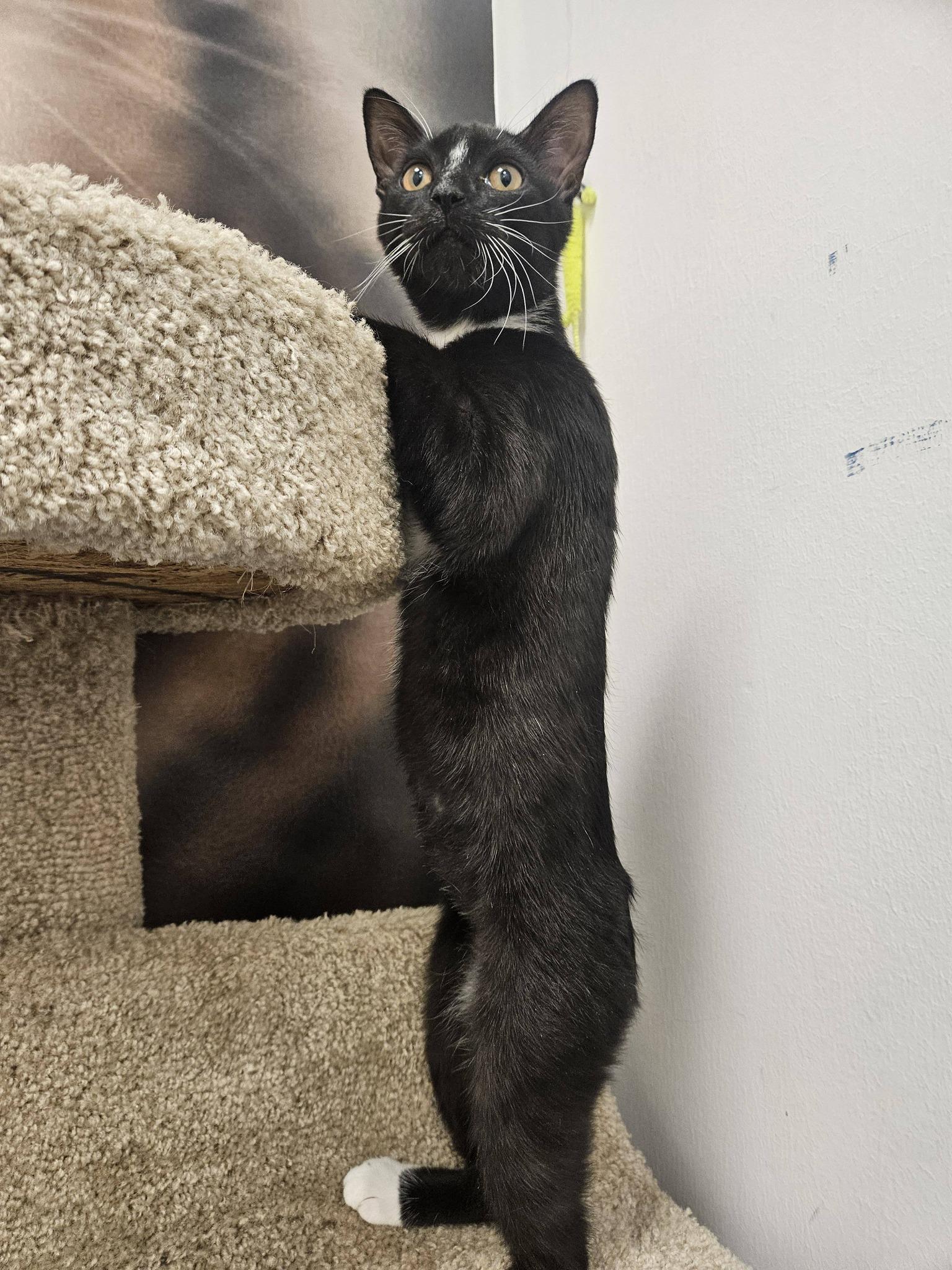 Enlarge Taka, a ADOPTABLE Domestic Short Hair in Apex, NC image 5/6