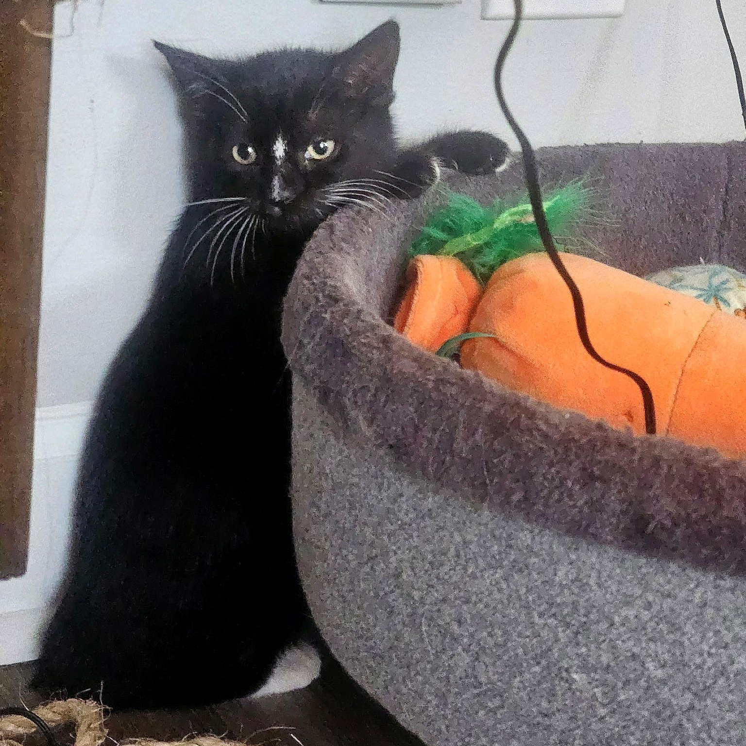 Taka, a ADOPTABLE Domestic Short Hair in Apex, NC image 5/6