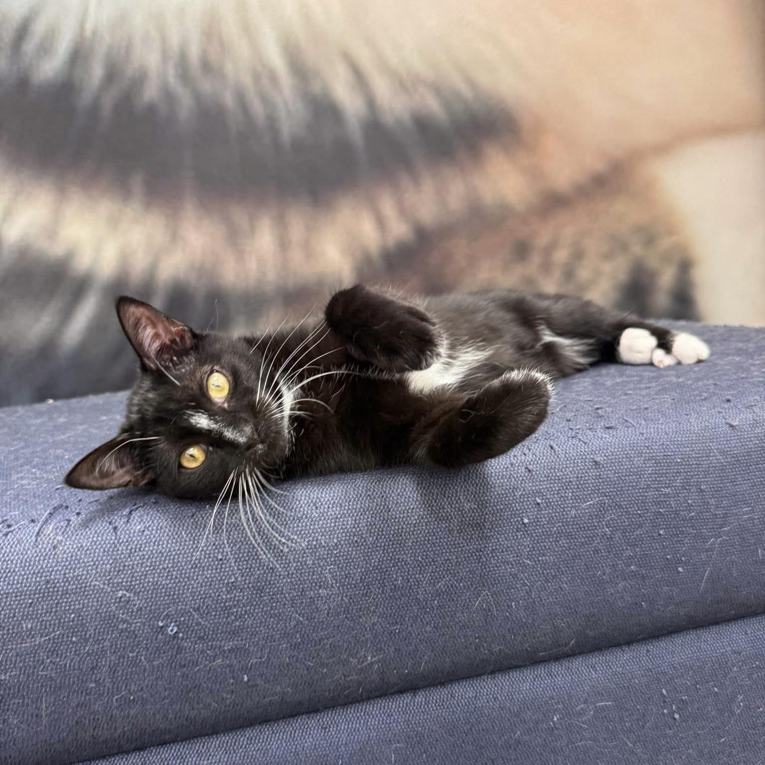 Enlarge Taka, a ADOPTABLE Domestic Short Hair in Apex, NC image 1/6