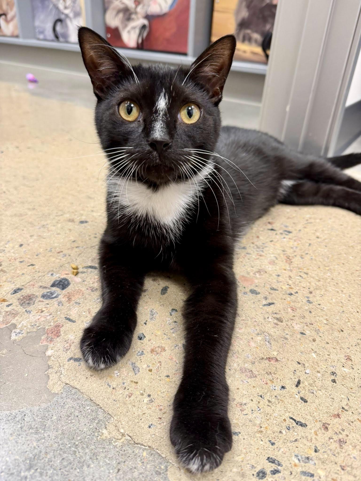 Enlarge Taka, a ADOPTABLE Domestic Short Hair in Apex, NC image 2/5