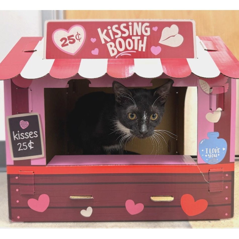 Enlarge Taka, a ADOPTABLE Domestic Short Hair in Apex, NC image 6/6