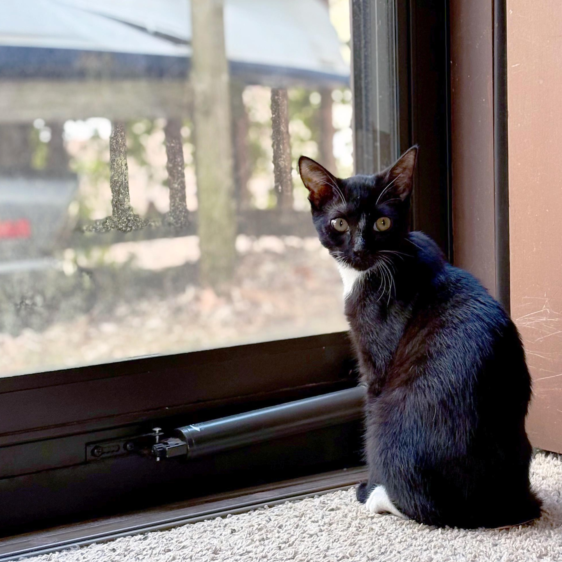 Taka, ADOPTABLE, Young Female Domestic Short Hair.