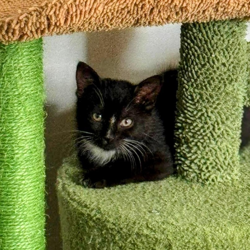 Taka, a ADOPTABLE Domestic Short Hair in Apex, NC image 6/6