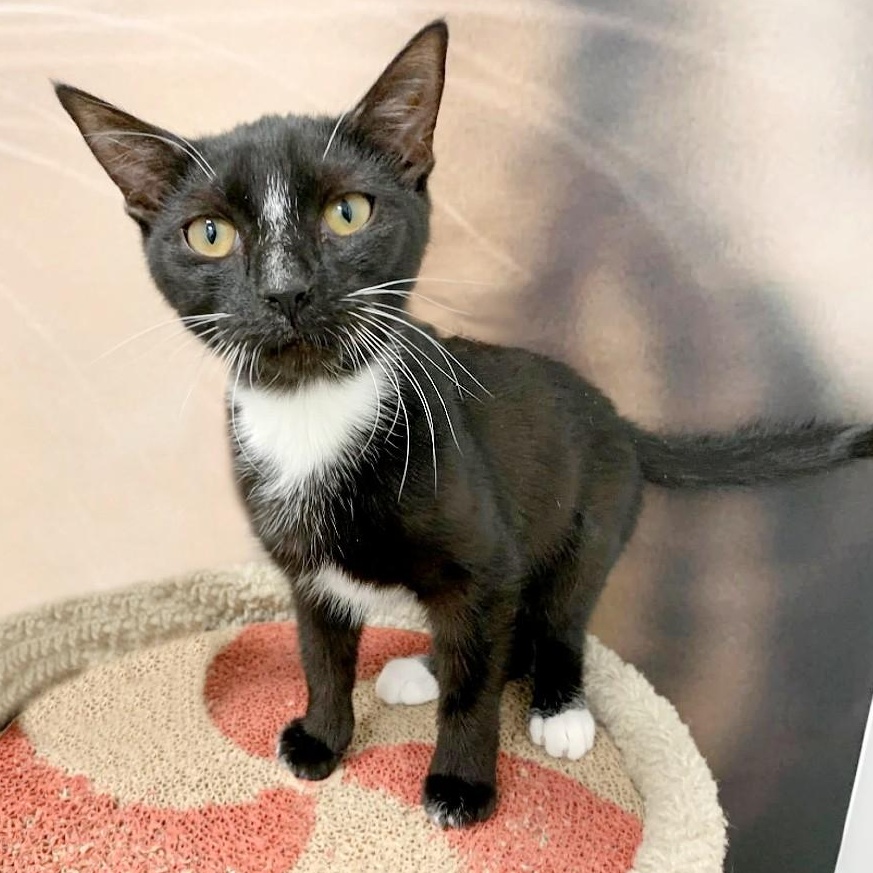 Enlarge Taka, a ADOPTABLE Domestic Short Hair in Apex, NC image 1/6