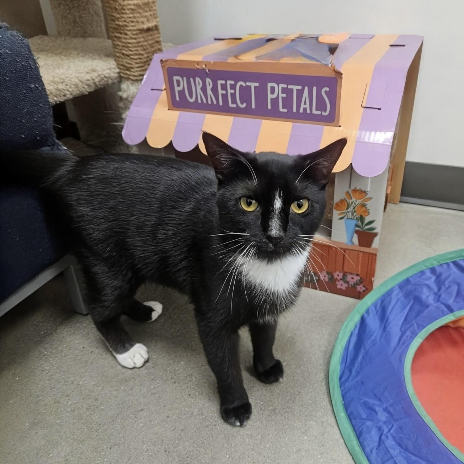 Taka, ADOPTABLE, Young Female Domestic Short Hair.