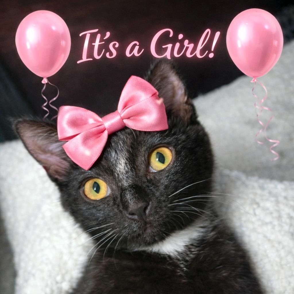 Taka, a ADOPTABLE Domestic Short Hair in Apex, NC image 2/6