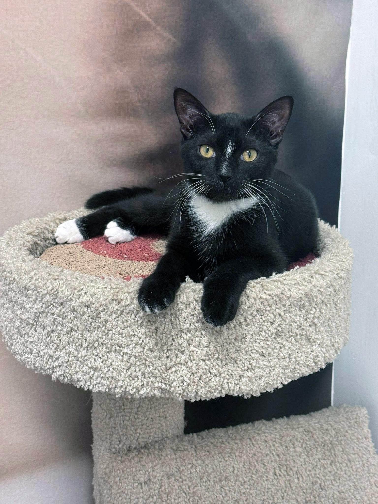 Enlarge Taka, a ADOPTABLE Domestic Short Hair in Apex, NC image 6/6