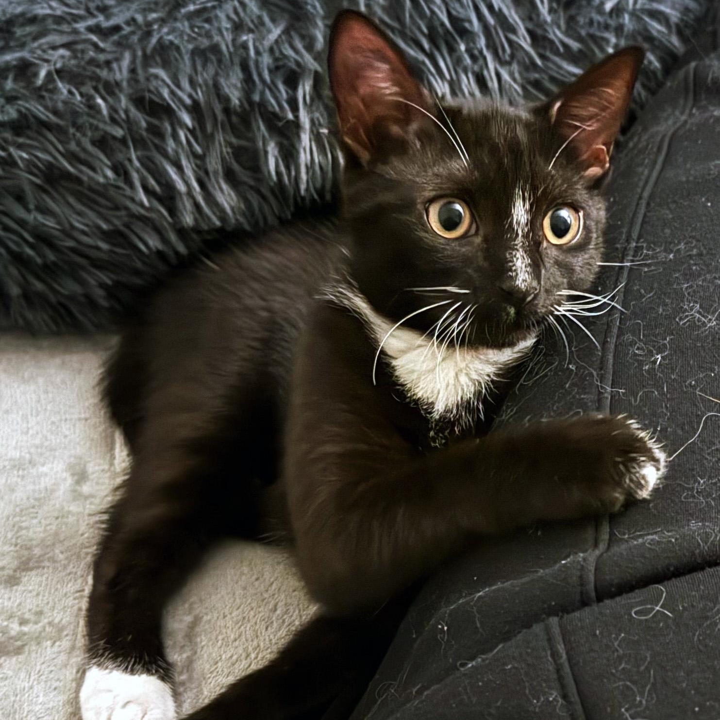 Taka, a ADOPTABLE Domestic Short Hair in Apex, NC image 4/6