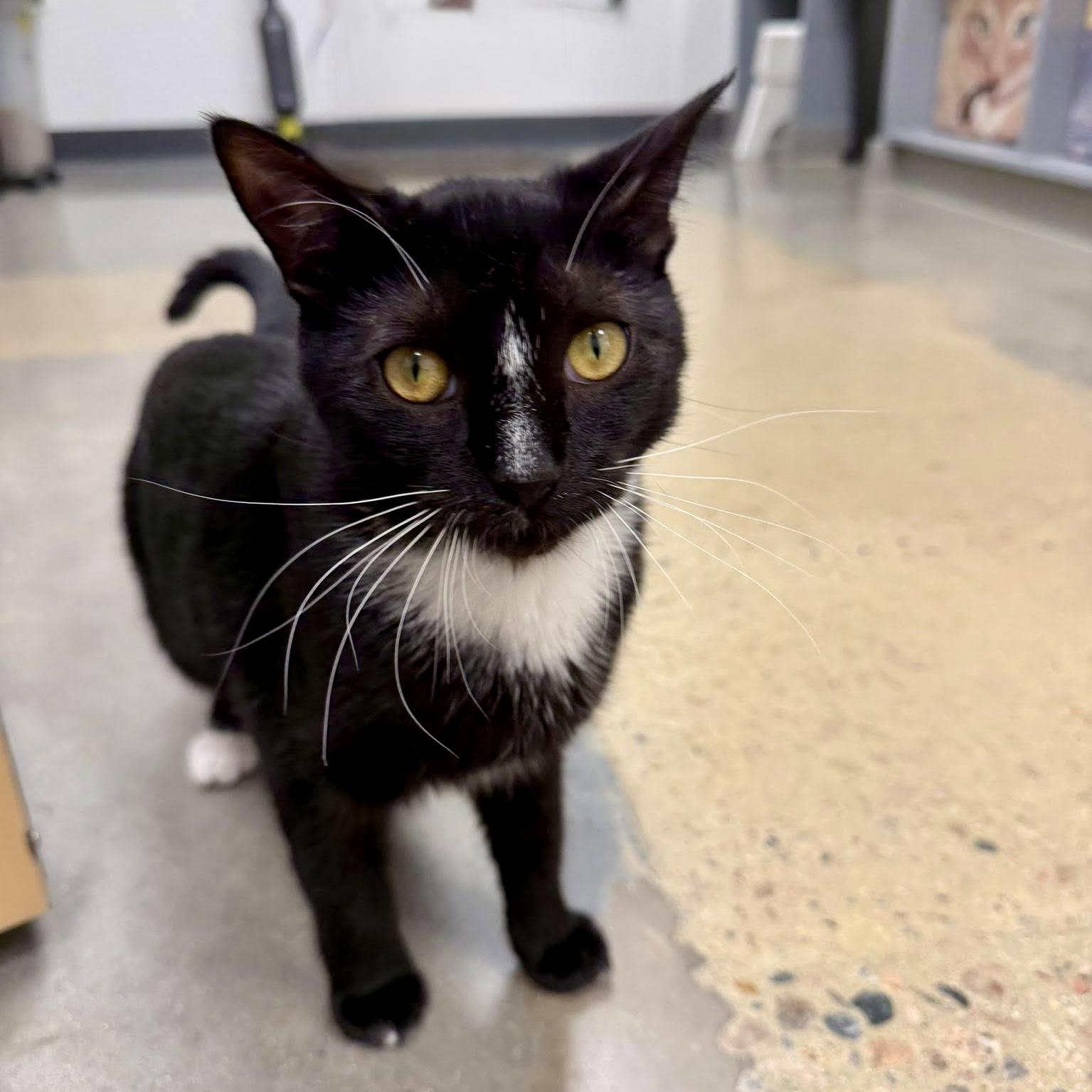 Enlarge Taka, a ADOPTABLE Domestic Short Hair in Apex, NC image 5/5
