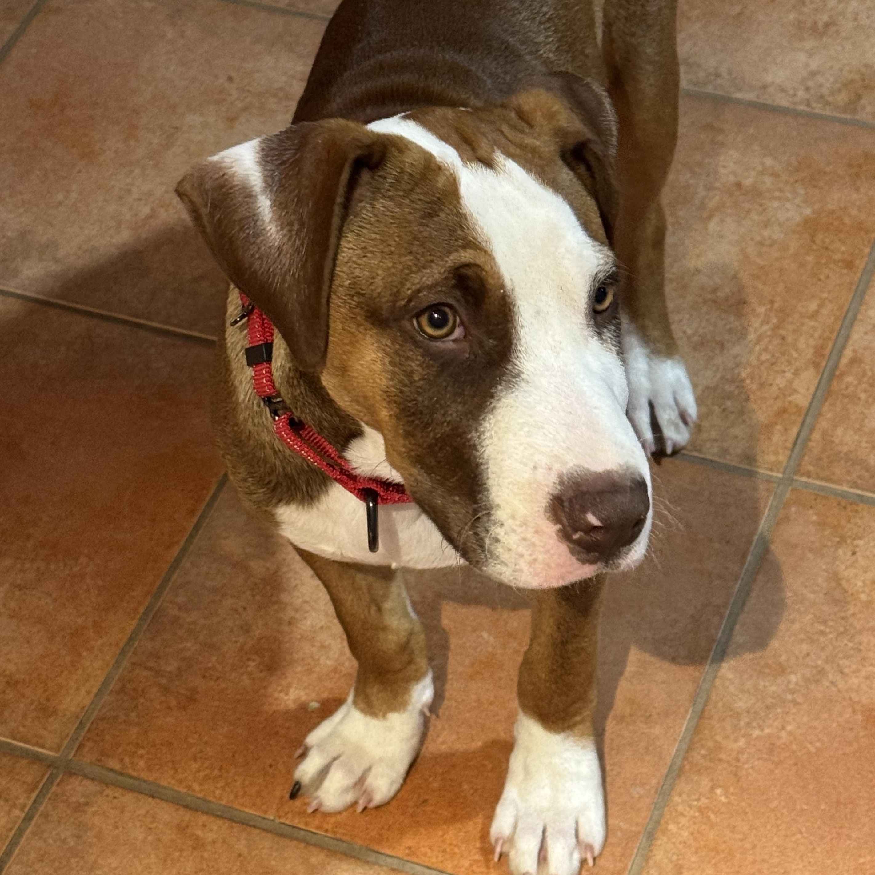 Enlarge Henry, a ADOPTABLE mixed breed in South Plainfield, NJ image 1/6