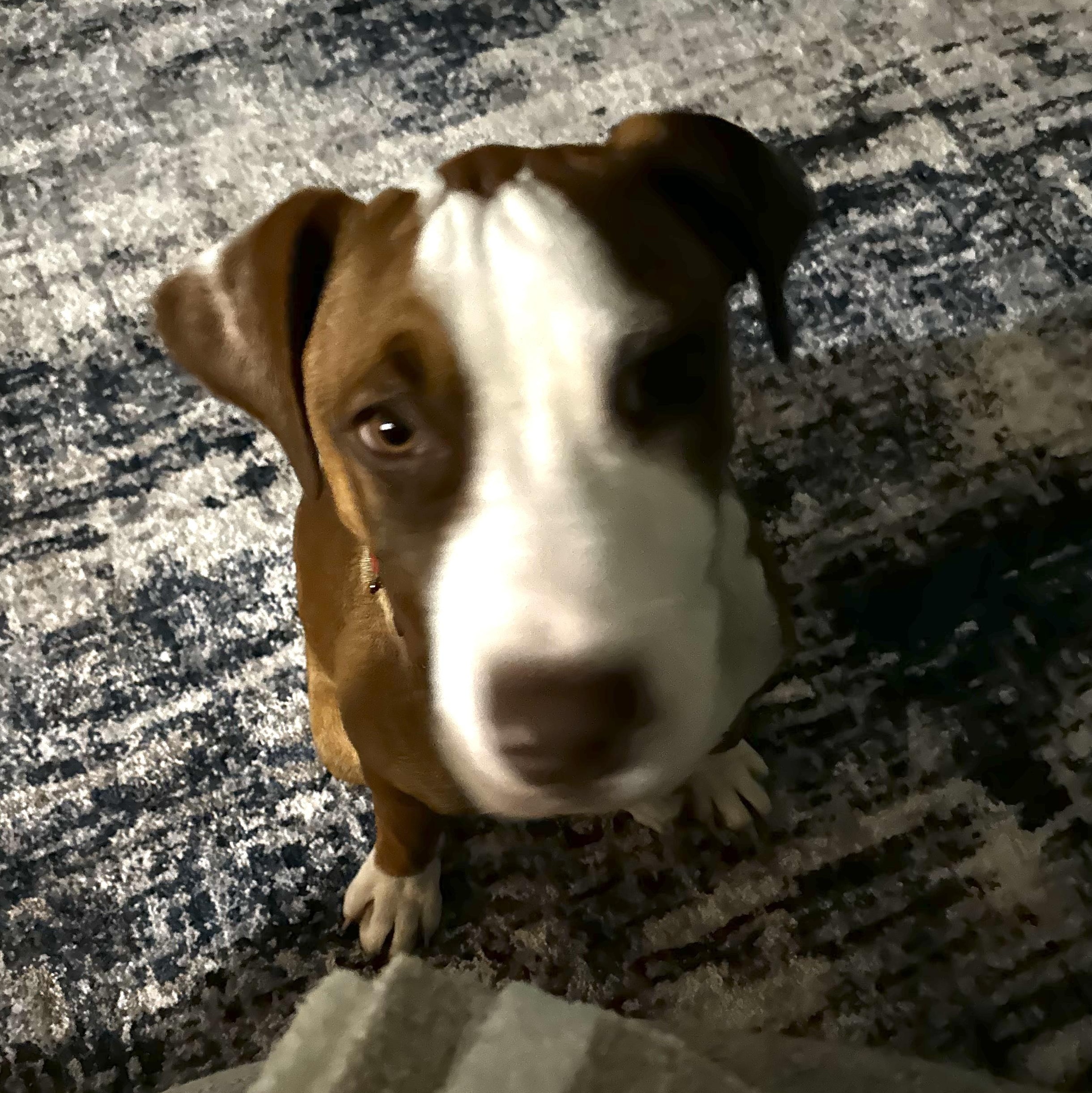 Enlarge Henry, a ADOPTABLE mixed breed in South Plainfield, NJ image 6/6