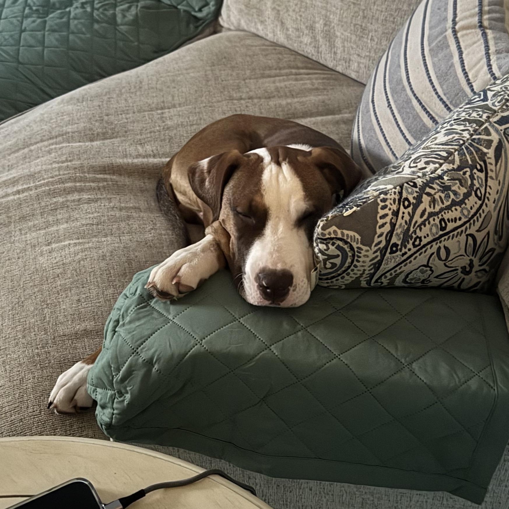 Enlarge Henry, a ADOPTABLE mixed breed in South Plainfield, NJ image 4/6