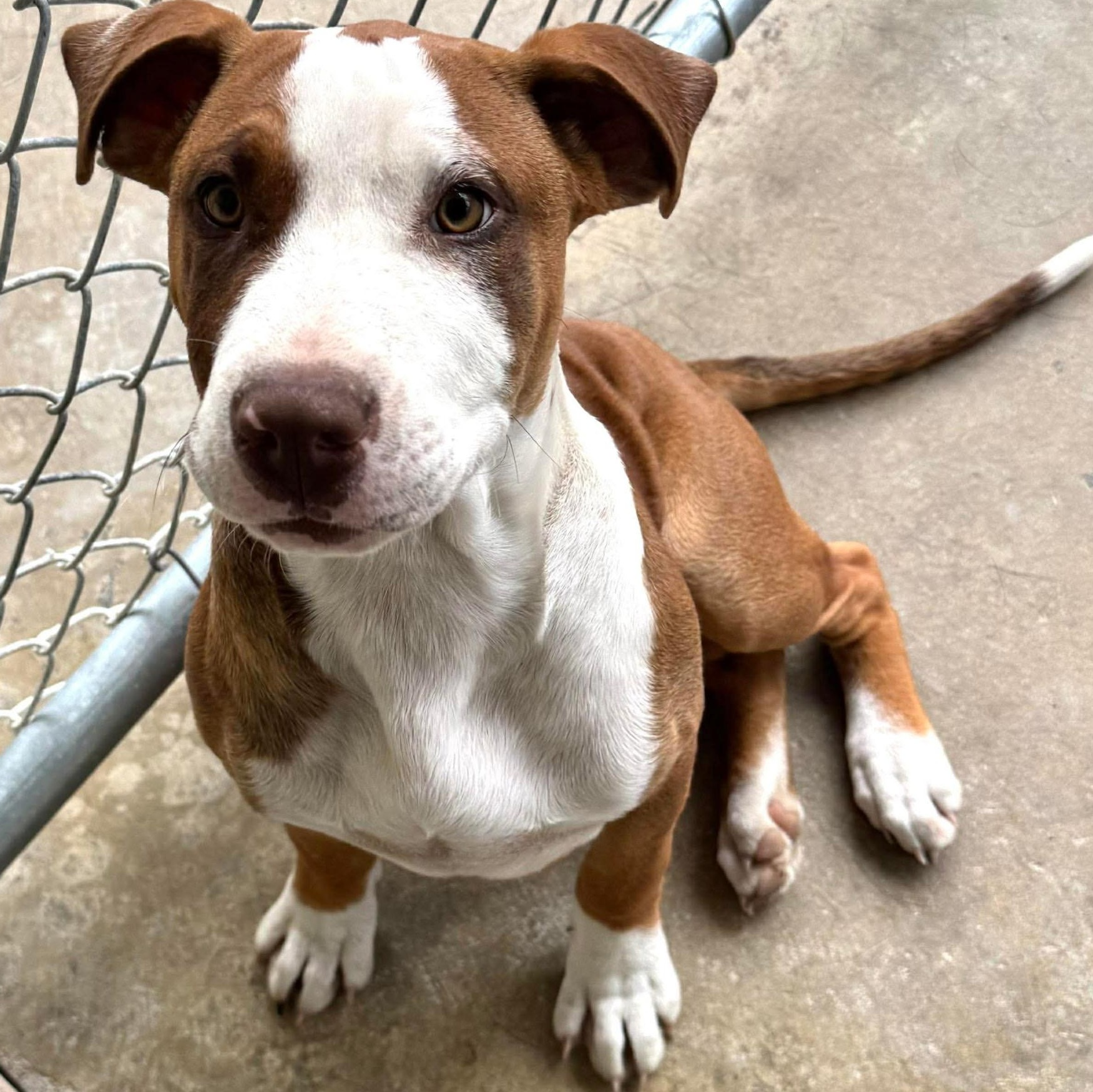 Enlarge Henry, a ADOPTABLE mixed breed in South Plainfield, NJ image 2/6