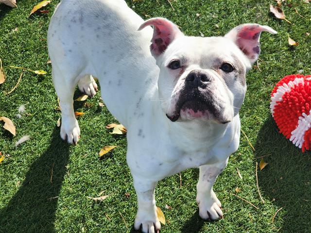 Enlarge SHORTBREAD, a Adoptable Pit Bull Terrier in Antioch, CA image 1/1