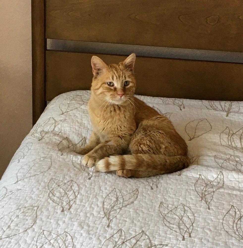 Sunny, Adoptable, Adult Male Domestic Short Hair.