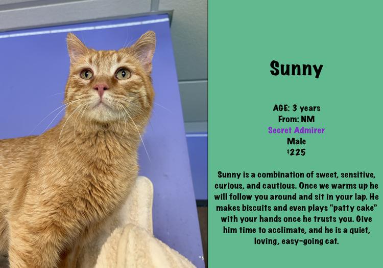 Enlarge Sunny, a Adoptable mixed breed in Lafayette, CO image 2/3
